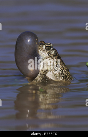 Texas Toad Bufo speciosus appelant hommes sac gonflé Starr County Vallée du Rio Grande au Texas USA Banque D'Images