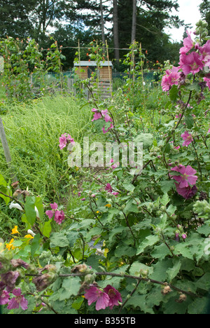 Fleurs sauvages et versé sur le site d'attribution Banque D'Images