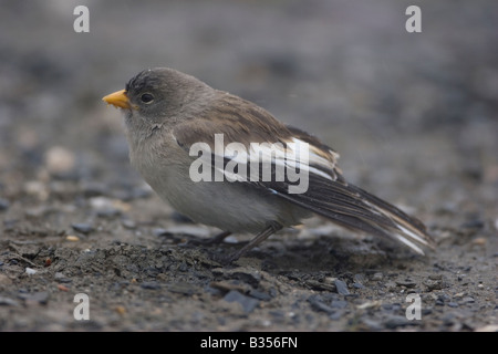 Montifringilla nivalis Finch neige oiseau Montagne Banque D'Images