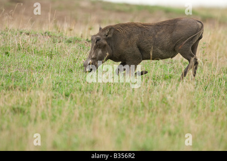 Savanna Phacochère (Phacochoerus africanus) pâturage sur ses genoux avant Banque D'Images