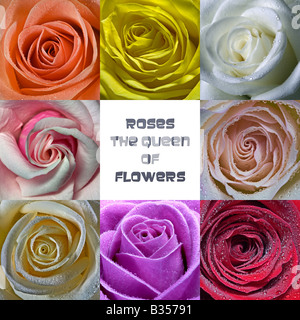 Montage de 8 différentes couleurs de roses avec le texte 'Roses la reine des fleurs" Banque D'Images