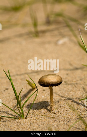 Champignons poussant dans les dunes de sable Banque D'Images