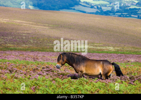 Poney Exmoor pâturage sur les landes de moquette heather en été Dunkery Hill Angleterre Somerset Exmoor National Park Banque D'Images