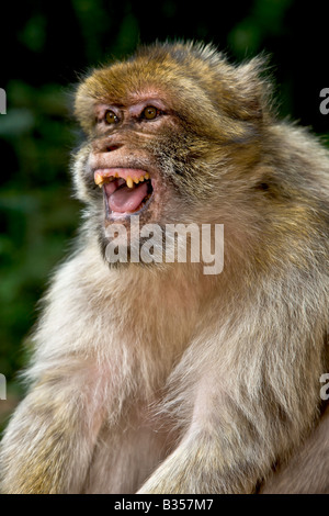 Singe Macaque de Barbarie rugissant de France Alsace Kintzheim Banque D'Images