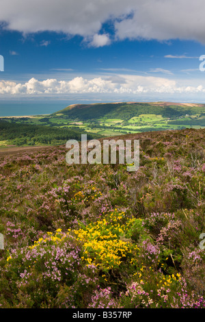 L'ajonc et la bruyère à fleurs sur la colline de Luccombe Angleterre Somerset Exmoor National Park Banque D'Images