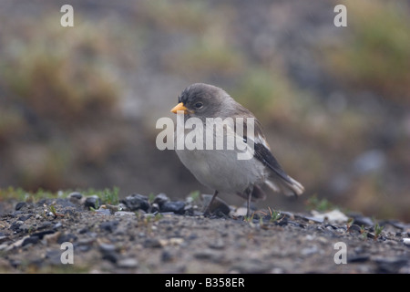 Montifringilla nivalis Finch neige Banque D'Images