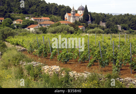 Hvar Island vineyard près du village de Vrisnik Banque D'Images