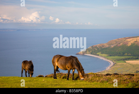 Poneys Exmoor se nourrissent de Porlock donnant sur Bossington commune Bay et le Canal de Bristol en Angleterre Somerset Exmoor National Park Banque D'Images