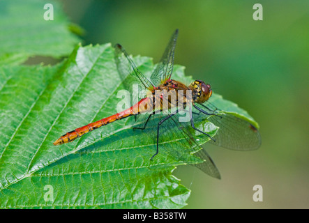 Dard commun dragonfly (Sympetrum striolatum), homme au repos Banque D'Images