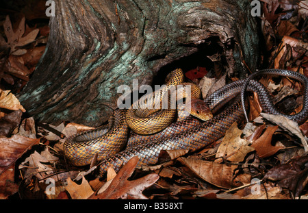 Baird s Elaphe obsoleta Serpent Rat ou Pantherophis bairdi bairdi Texas Banque D'Images