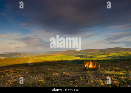 Poney Exmoor sur pâturage commun Porlock Angleterre Somerset Exmoor National Park Banque D'Images