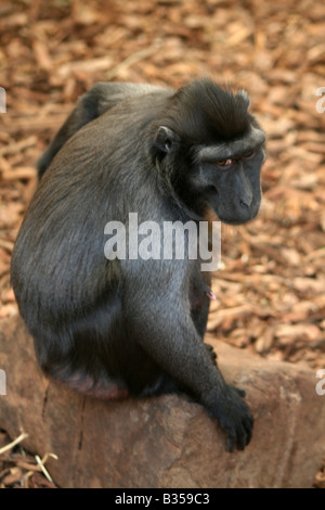 Célèbes Sulawesi / Crested Macaque Noir [le Zoo de Chester, Chester, Cheshire, Angleterre, Grande-Bretagne, Royaume-Uni, Europe]. . Banque D'Images