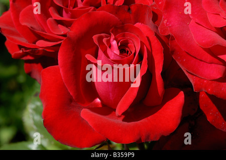 Rouge parfait fleurs sur une rose d'un rouge profond la Bonne Nouvelle Banque D'Images