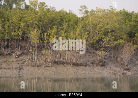 Les mangroves et la boue de la rivière ligne du delta du Gange dans le parc national des Sundarbans, en Inde. Banque D'Images