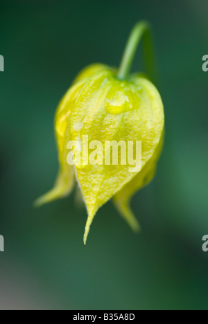 CLEMATIS BILL MACKENZIE Banque D'Images