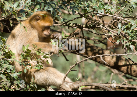 Macaque de Barbarie (Macaca sylvanus) dans la forêt de cèdres, Ifrane, Azrou, zone naturelle Maroc Banque D'Images