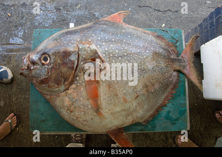 Ensenada Marché aux poissons, sur le quai du port Banque D'Images