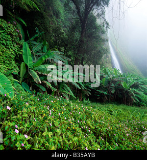 Forêt tropicale et Cascades Cibeureum, Mont Gede Pangrango National Park, Java, Indonésie Banque D'Images