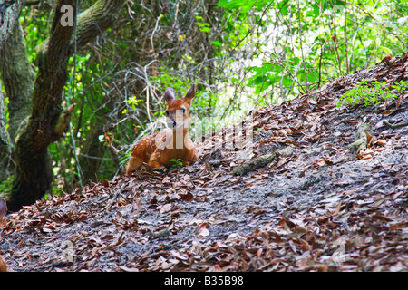 Les faons des cerfs de Virginie se détendre à l'ombre sur l'île de Cumberland en Géorgie Banque D'Images