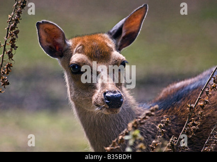 Le daim (Dama dama) portrait, New Forest, Hampshire, Angleterre Banque D'Images