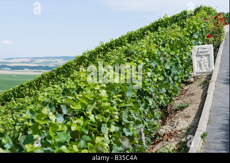 Cuvee louise pommery vineyard inscrivez-lille france Banque D'Images