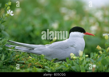 Sterne arctique (Sterna paradisaea), des profils l'incubation des œufs. Banque D'Images