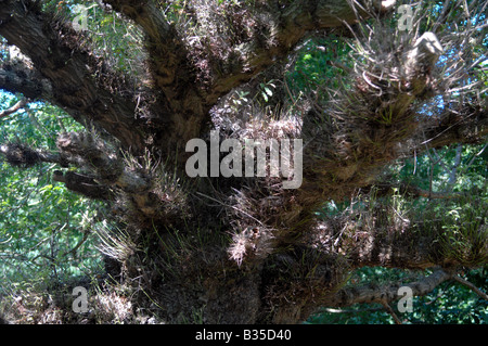 Un vieil arbre noueux étrange à Minsmere Nature Reserve Banque D'Images
