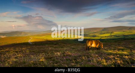 Poney Exmoor sur pâturage commun Porlock Angleterre Somerset Exmoor National Park Banque D'Images