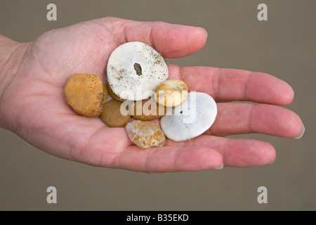 Agates et plage des coquillages sont des trésors de la mer pris par un beachcomber sur la large plage de sable Banque D'Images