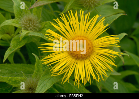 Inula hookeri contre fleurs feuilles et bourgeons non ouvert Banque D'Images