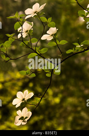 Dans Yosmeite printemps fleurs de cornouiller National Park California USA Banque D'Images