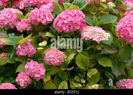 Arbuste à fleurs Hortensia rouge montrant la chlorose causée par une carence en fer induite par la chaux Fe Banque D'Images