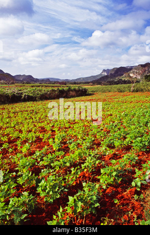 La culture du tabac, près de la ville de Viñales dans la province de Pinar del Rio à l'ouest de l'île de Cuba Banque D'Images
