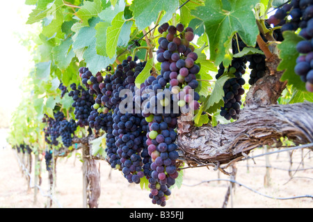 Grappes de Petite Syrah sur la vigne Banque D'Images