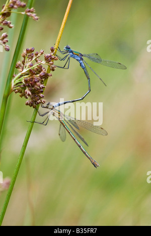 L'accouplement de demoiselles bleu commun Banque D'Images