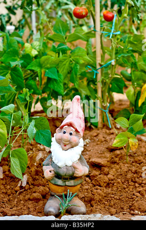 S'est évanoui dans le jardin de tomates gnome Banque D'Images