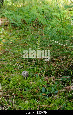 Lady s rampante Goodyera repens Tresses de plus en forêt de conifères côtières Norfolk UK Juillet Banque D'Images