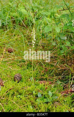 Lady s rampante Goodyera repens Tresses de plus en forêt de conifères côtières Norfolk UK Juillet Banque D'Images