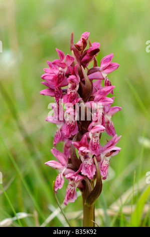 Début Marsh Orchid dactylorhiza coccinea Norfolk sous espèces croissant dans les lettes de dunes côtières Norfolk UK Juillet Banque D'Images