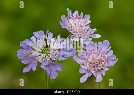 Field Scabious (Knautia arvensis), Groupe de fleurs trhree Banque D'Images