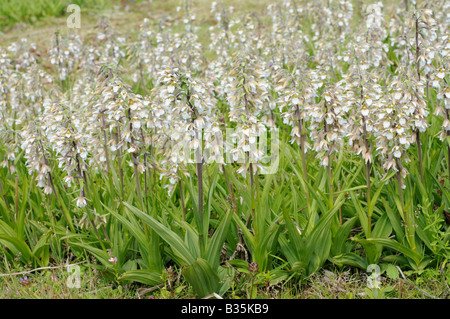 Marsh Helleborine epipactis palustris floraison de masse dans la carrière désaffectée Norfolk UK Juillet Banque D'Images