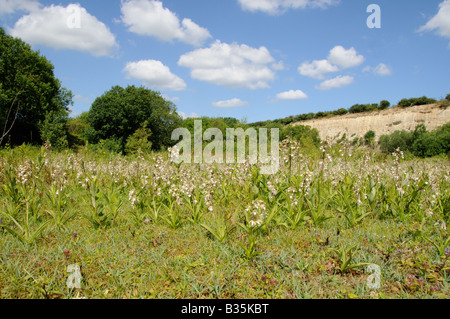 Marsh Helleborine epipactis palustris floraison masse Banque D'Images