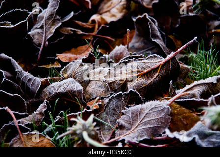 Les feuilles d'automne sur une pelouse Banque D'Images