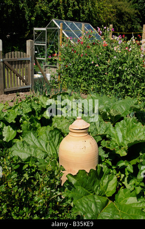 Patch de rhubarbe avec des sols en terre cuite dans le jardin de l'ancienne pays Juillet Banque D'Images