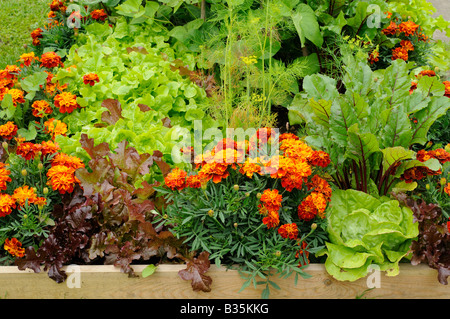 Jardin d'été avec un mélange de légumes et de fleurs surélevées UK Juin Banque D'Images