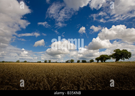 Prêts pour la récolte de blé Août Norfolk Banque D'Images