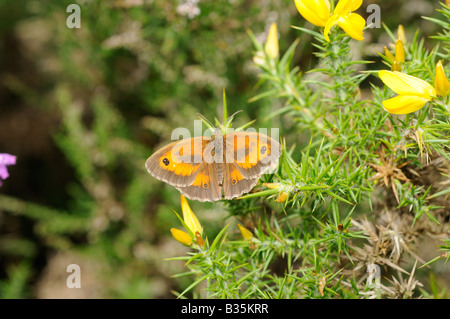 Gatekeeper pyronia tithonus papillon se reposant sur l'ajonc Ulex europaeus Banque D'Images