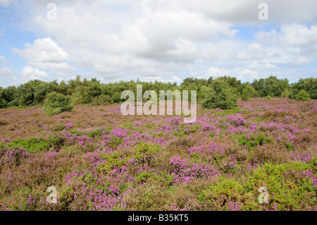 Landes côtières avec Heather Bell et le bouleau frotter Kelling heath Norfolk UK Banque D'Images