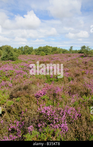 Landes côtières avec Heather Bell et le bouleau frotter Kelling heath Norfolk UK Banque D'Images