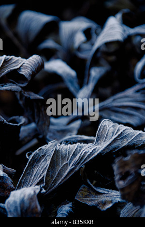 Close up of fallen leaves Banque D'Images